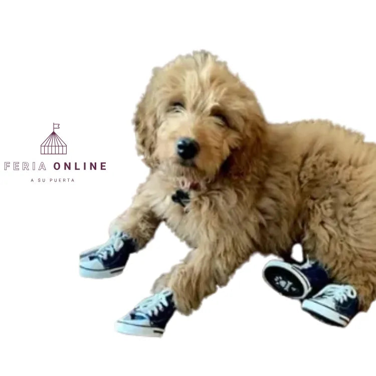 Zapatos Converse Para Mascotas