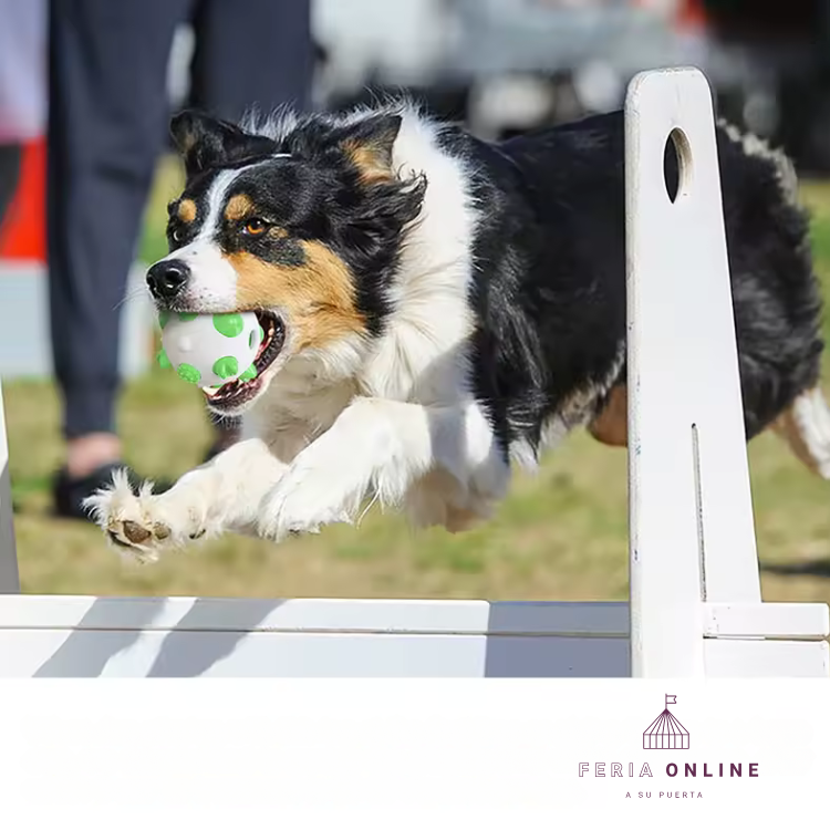 Pelota TPR Para Mascotas Resistente