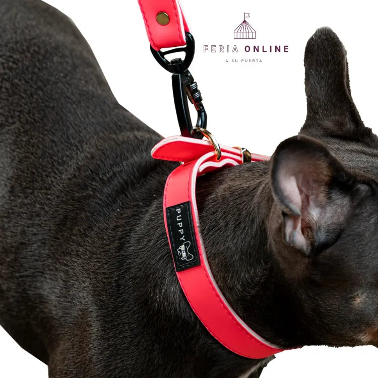 Collar + Correa Premium Puppy Pets