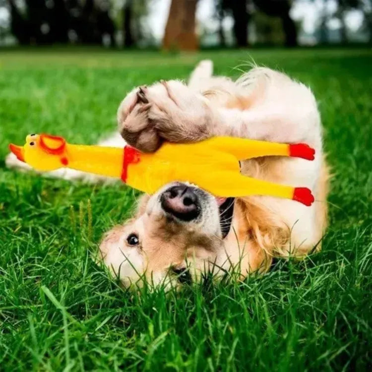 Pollo Chillón