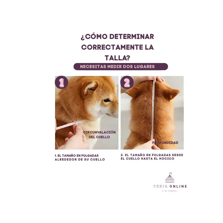 Collar Isabelino
