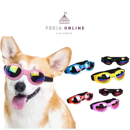 Gafas para Mascotas