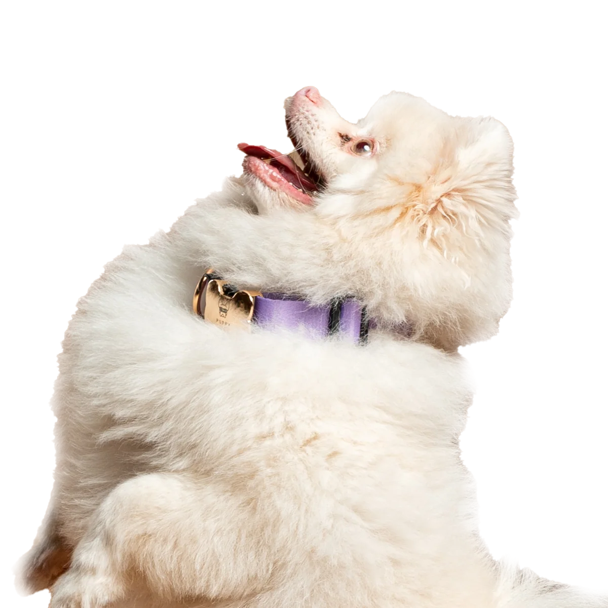 Gold puppy collar clearance