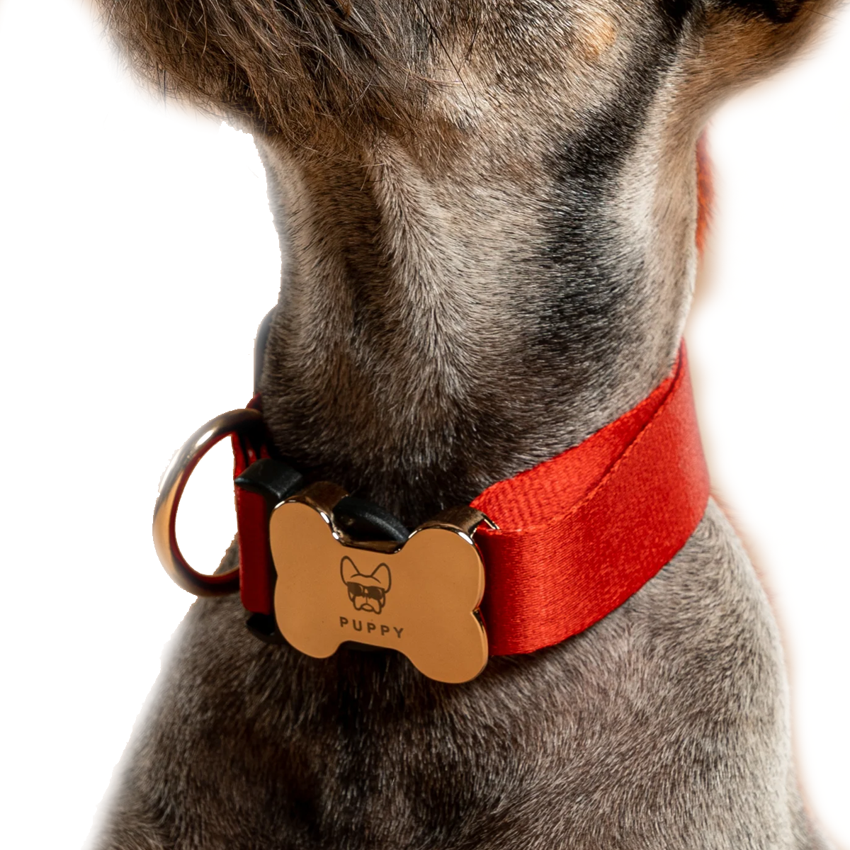 Collares Gold Puppy Pets FeriaOnline store