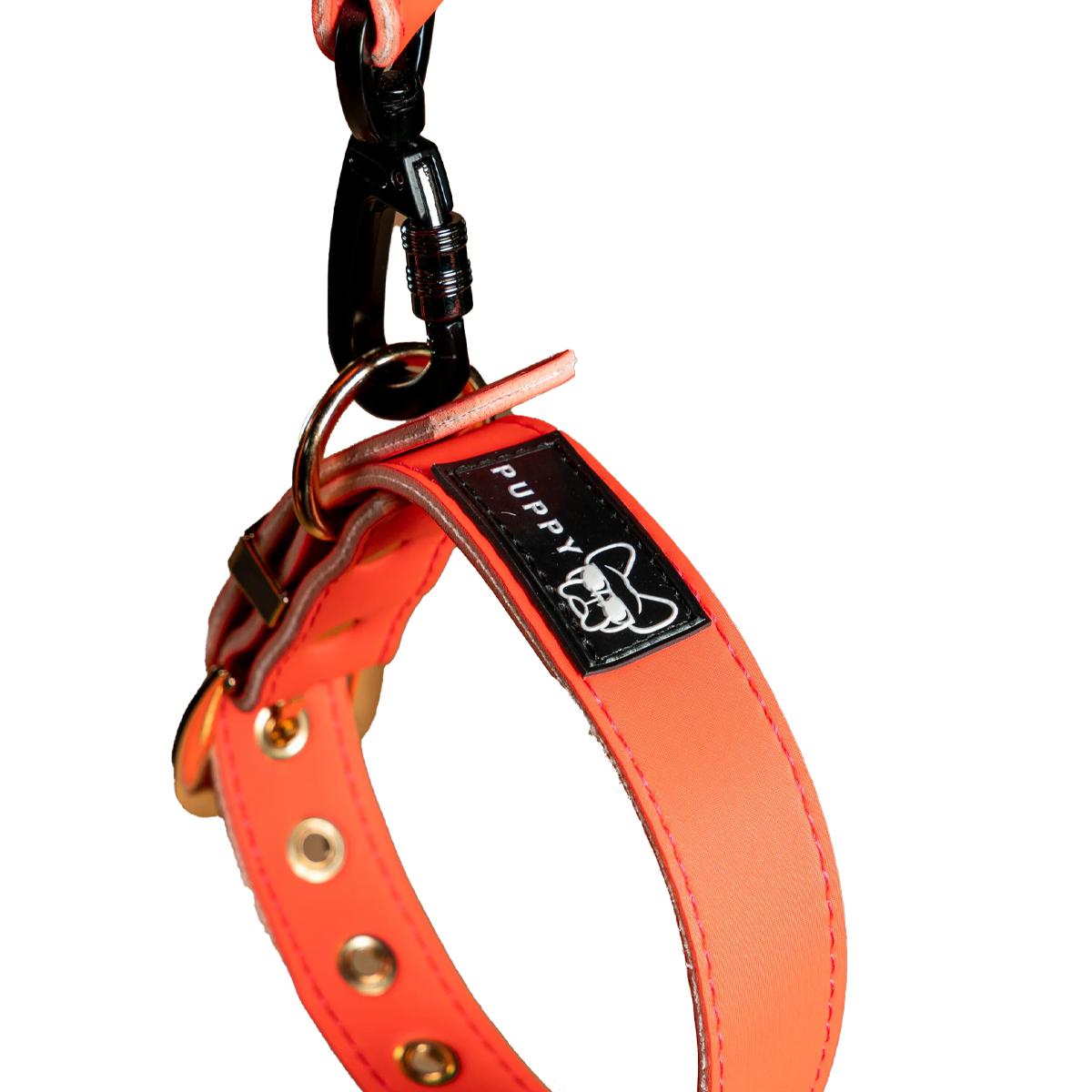 Collar + Correa Premium Puppy Pets