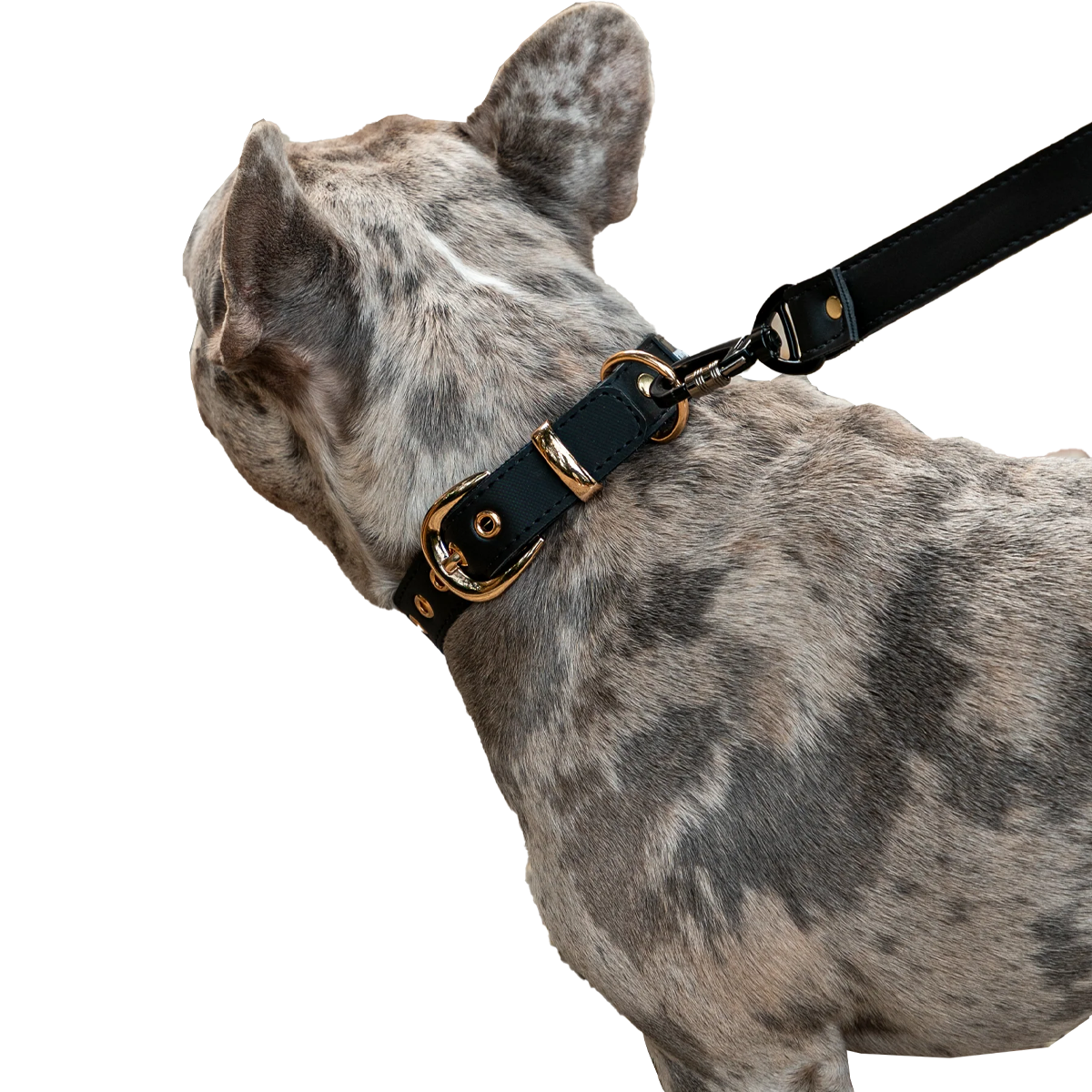 Collar + Correa Premium Puppy Pets