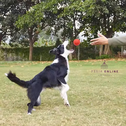 Pelota Grande TPR Para Mascotas