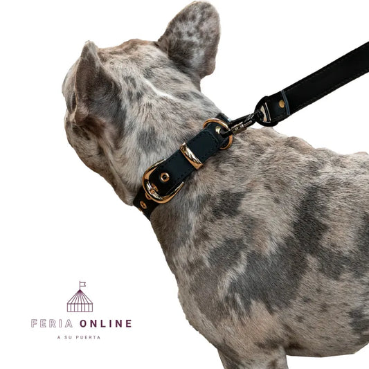 Collar + Correa Premium Puppy Pets