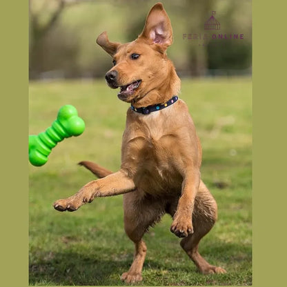 Juguete Hueso Macizo Para Perro