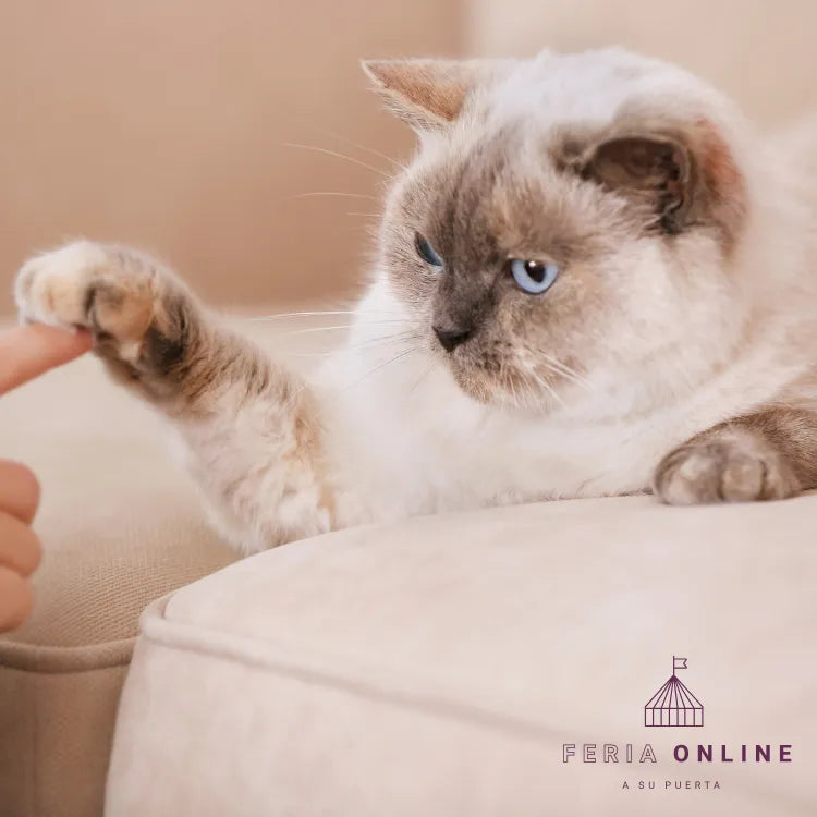 Varas Para Gato Con Pompones