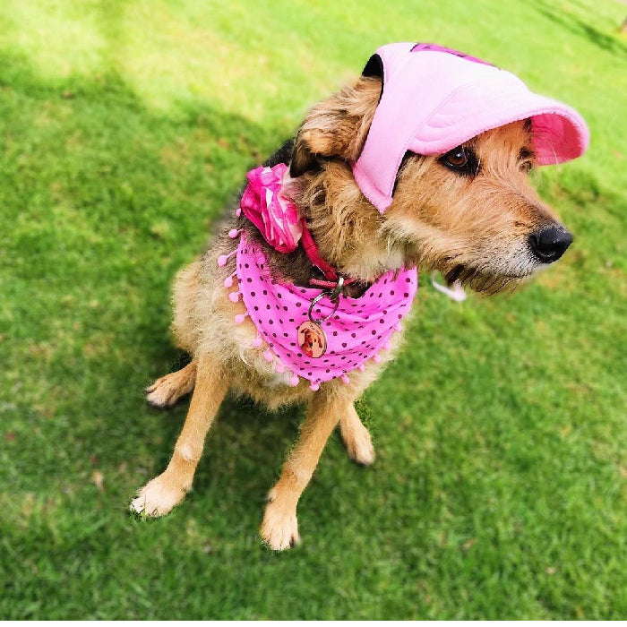 Gorra para Mascotas